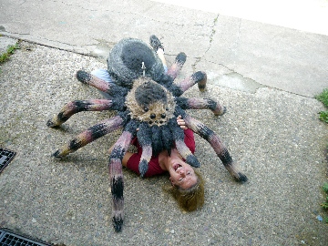 Tarantulla in Wesel Aug. 2011